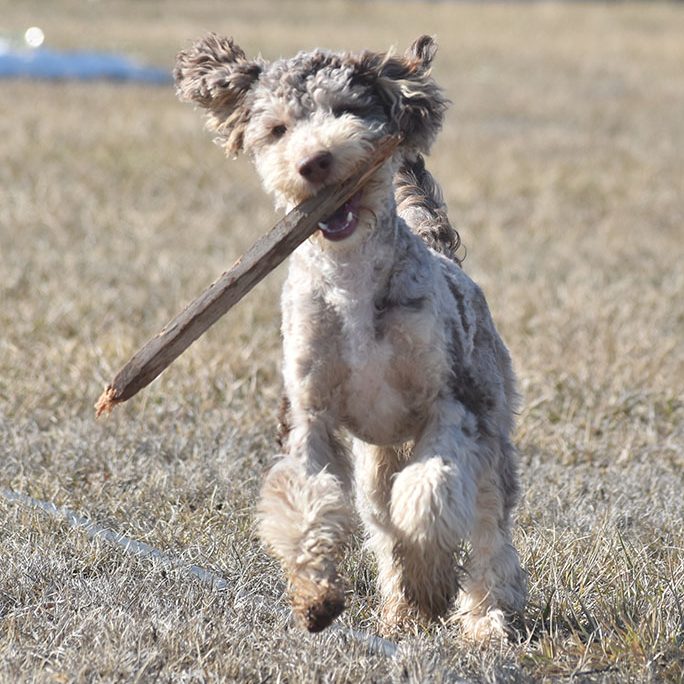 bernedoodle stud, ogden ut, doodle